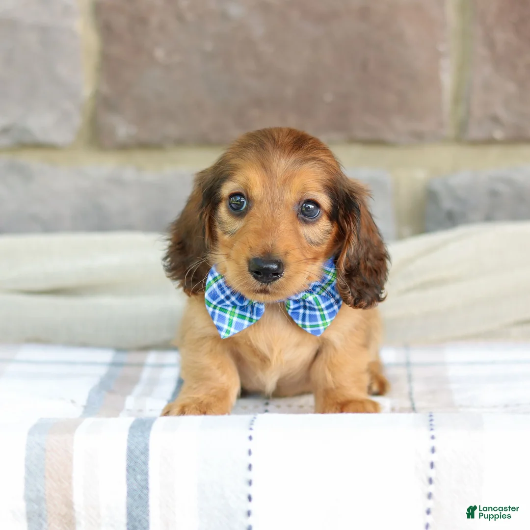 Miniature Dachshund dogs for sale: Ozzy - Ad 1