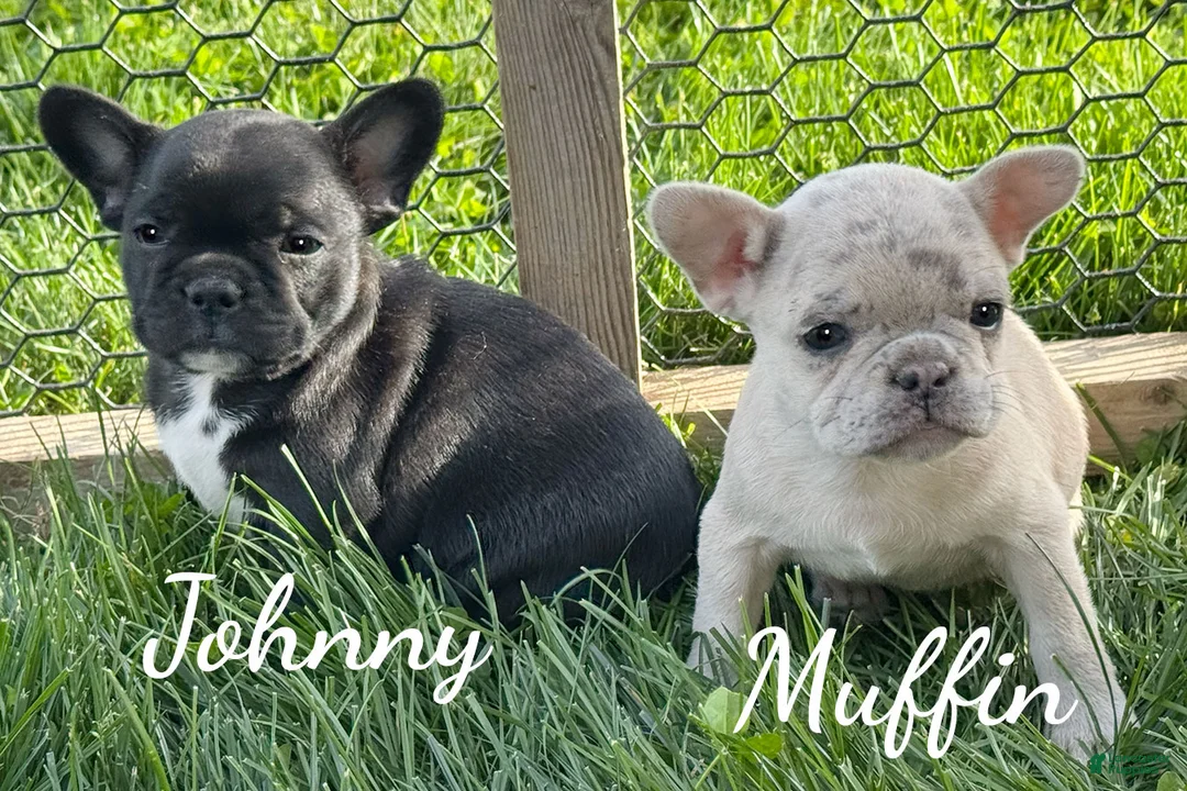 Mixed Breed dogs for sale: Muffin - Ad 6