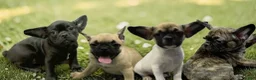 Frug dogs for sale: Olive - Ad 9