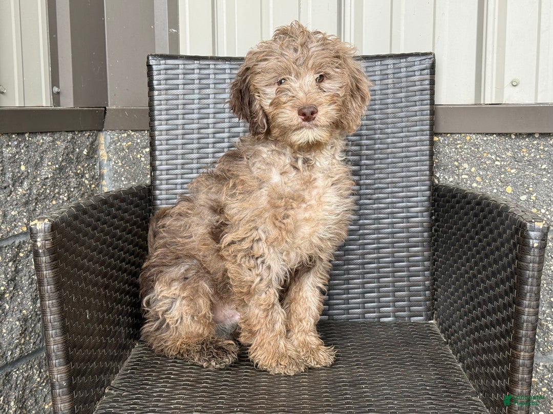 Mini Goldendoodle dogs for sale: Ezra - Ad 1
