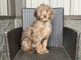 Mini Goldendoodle dogs Ezra - Ad 24