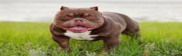 American Bully dogs for sale: Chocolate Male - Ad 4