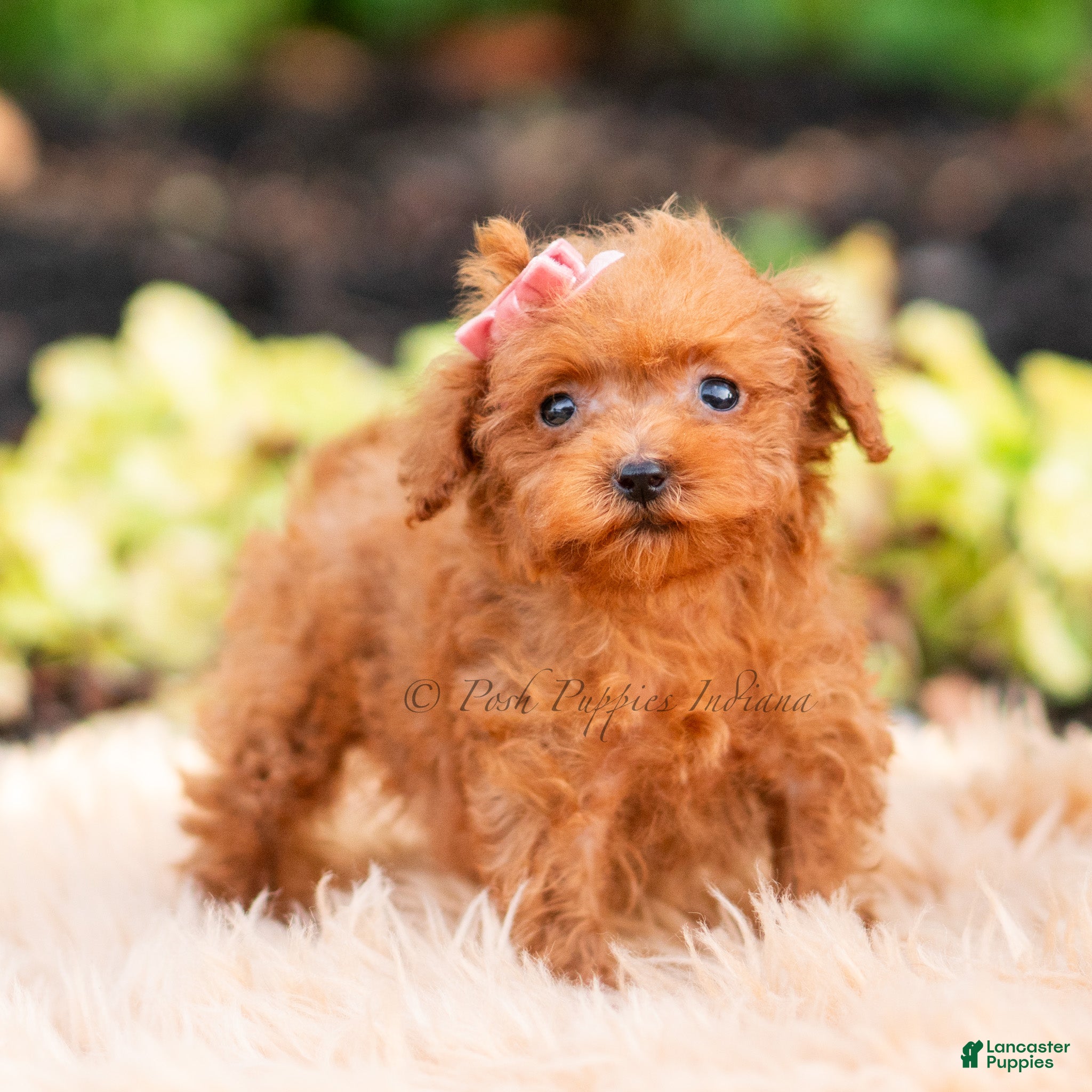 Maltipoo dogs Berribelle - Ad 16