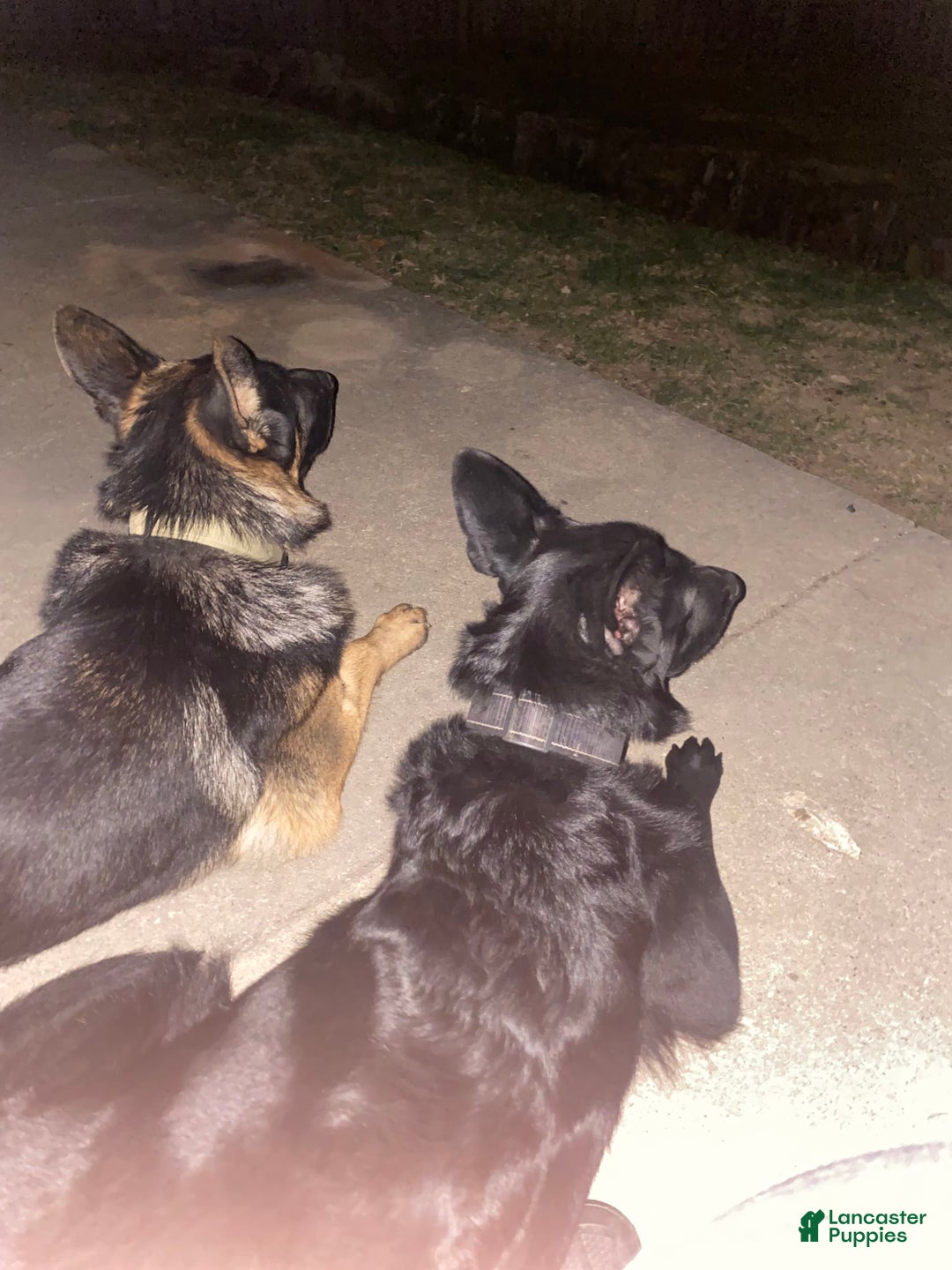 Gallery Image {{count}}