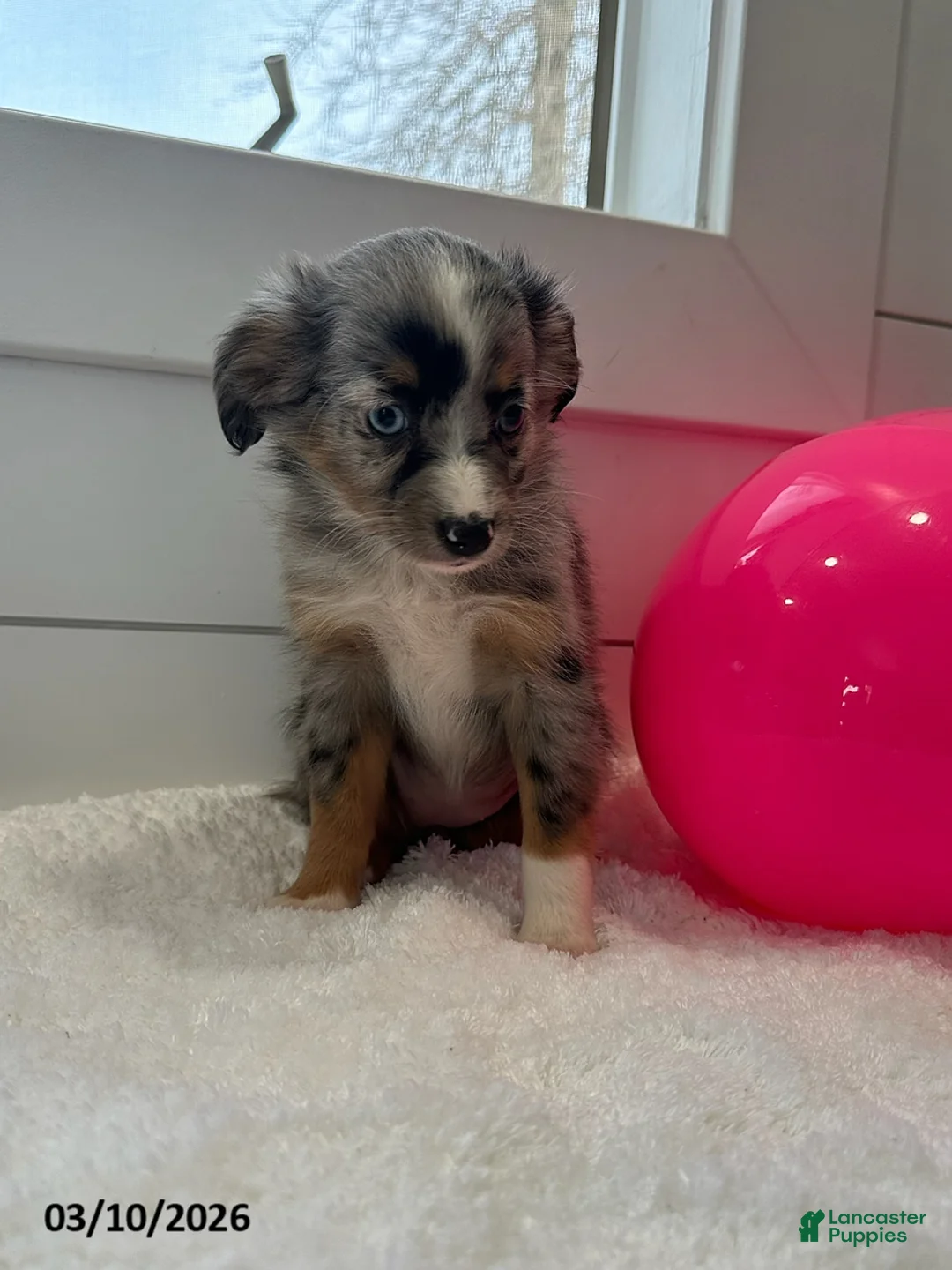 Miniature Australian Shepherd dogs for sale: Iris - Ad 4