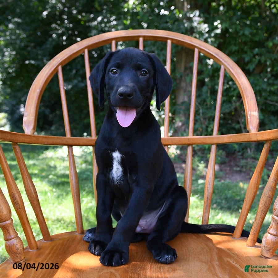 Mixed Breed dogs Comet - Ad 1