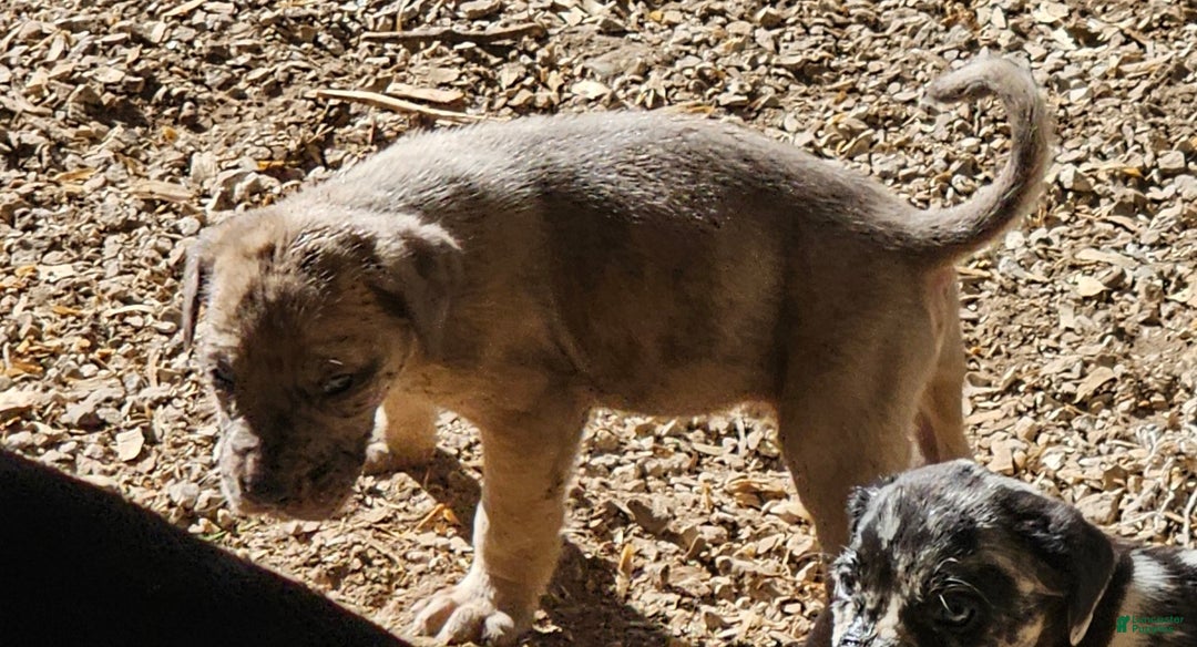 Mixed Breed dogs for sale: Freddie - Ad 2