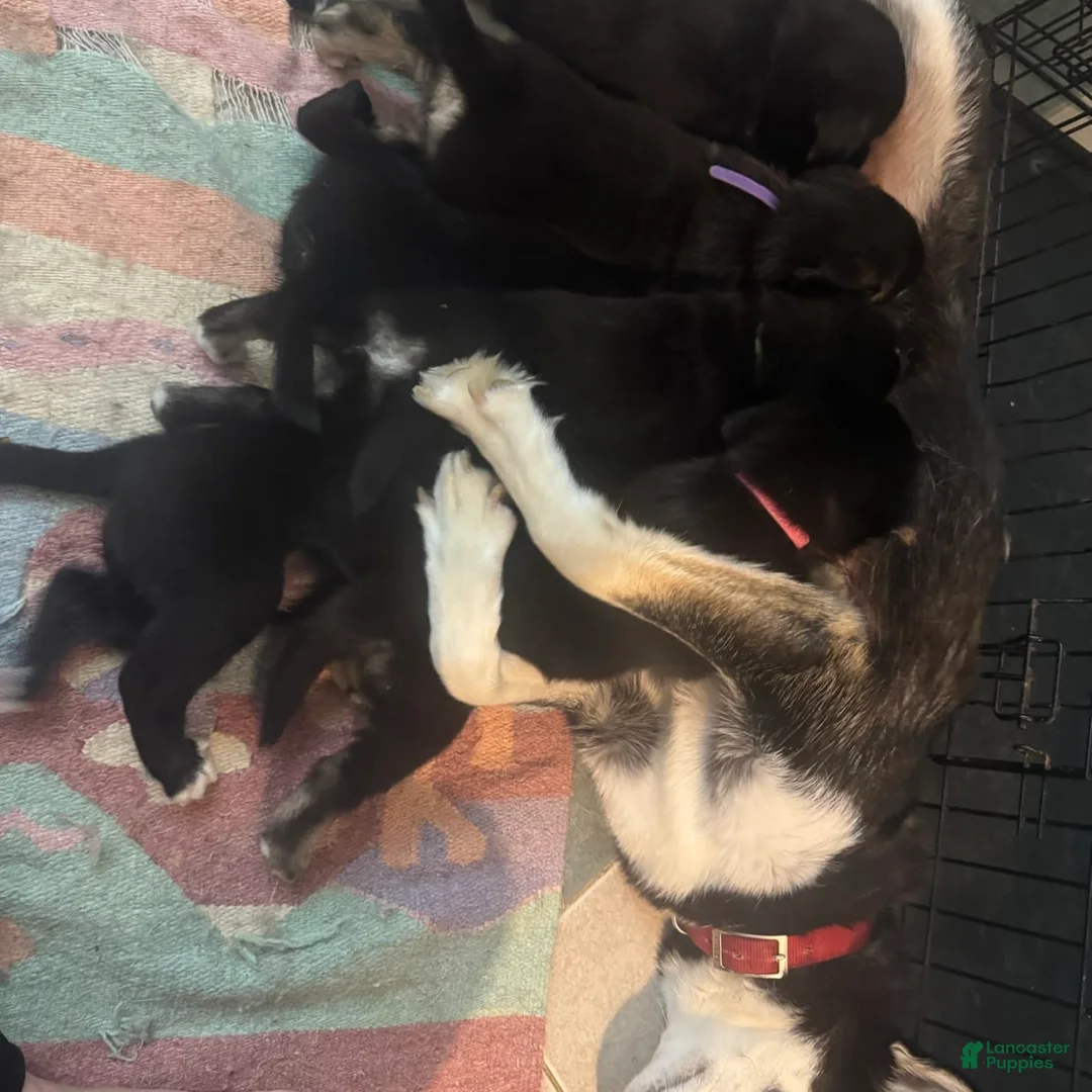 Gallery Image {{count}}