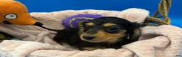 Miniature Dachshund dogs for sale: Miniature Dachshund Puppy 3 - Ad 1
