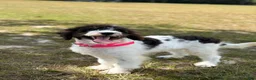 Mini Bernedoodle dogs for sale: Biscotti SALE! - Ad 17
