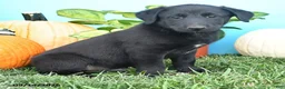 Mixed Breed dogs for sale: Rocky - Ad 3