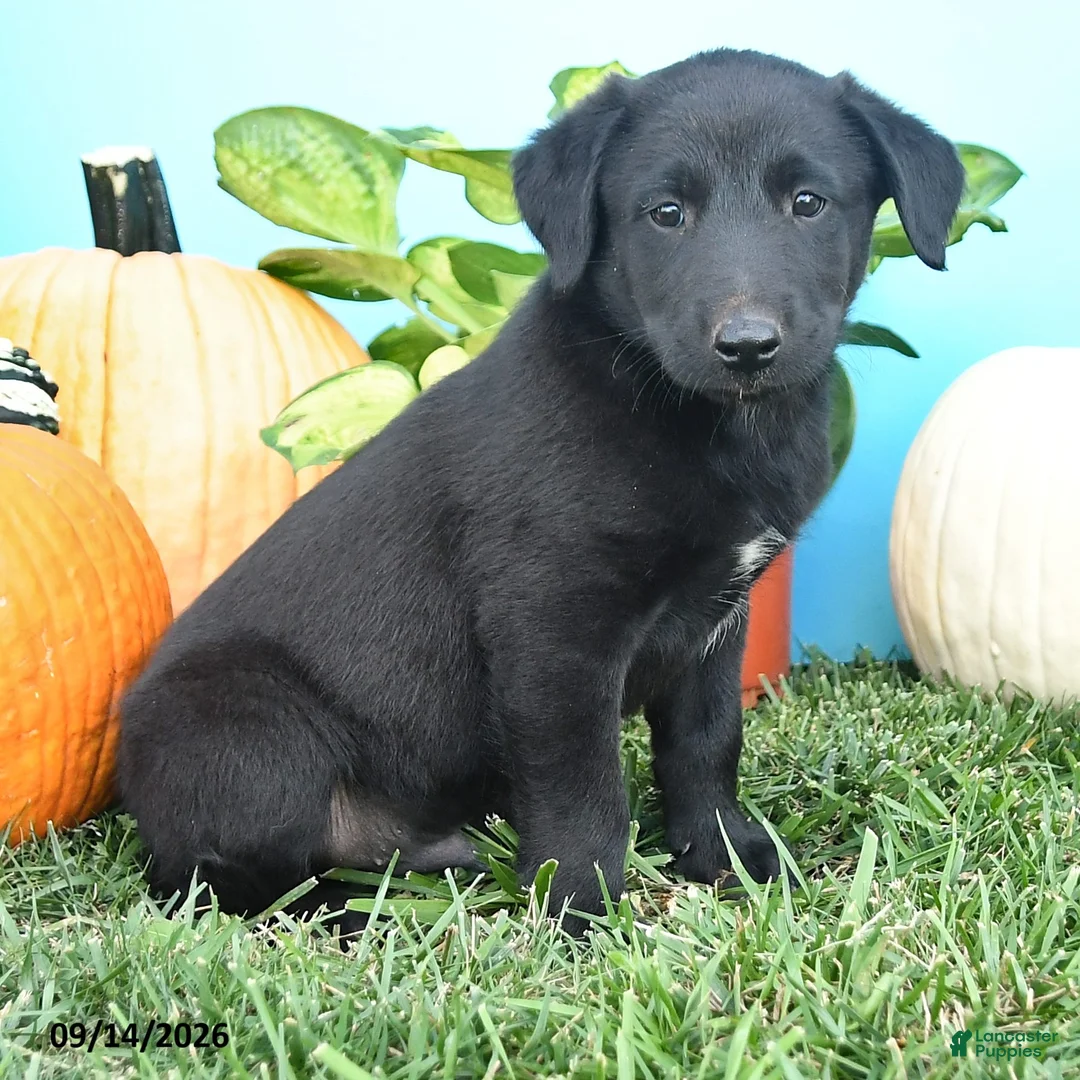 Mixed Breed dogs for sale: Rocky - Ad 3