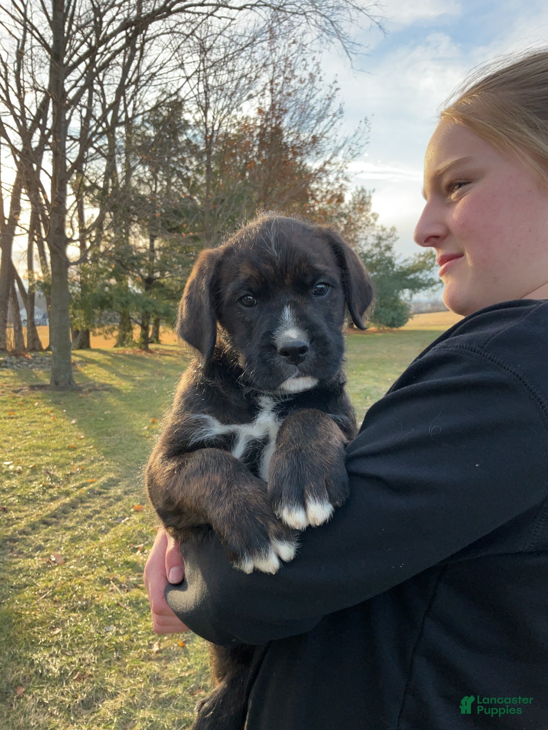 Mixed Breed dogs for sale: Bober - Ad 5