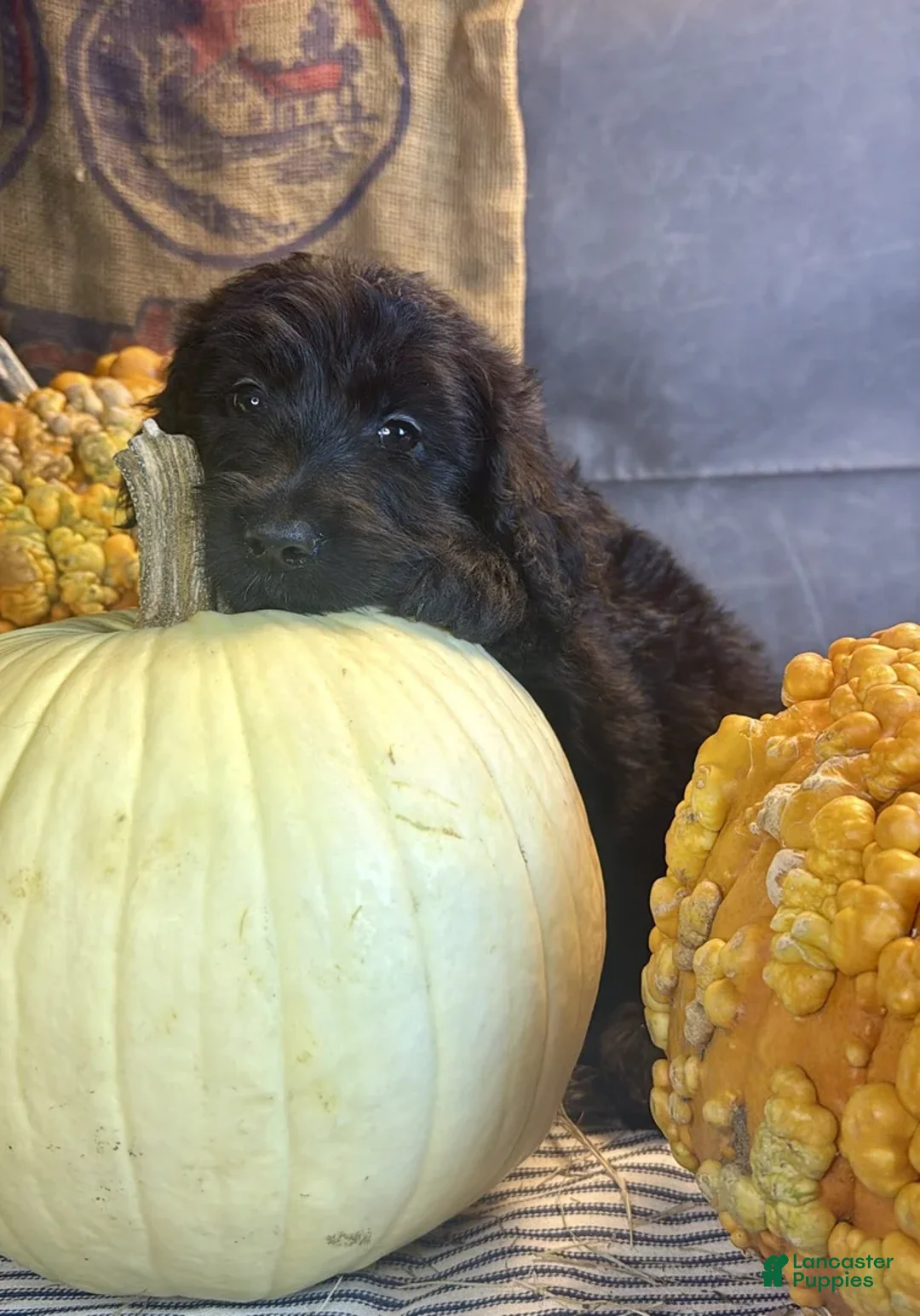 Goldendoodle dogs for sale: Paisley - Ad 2