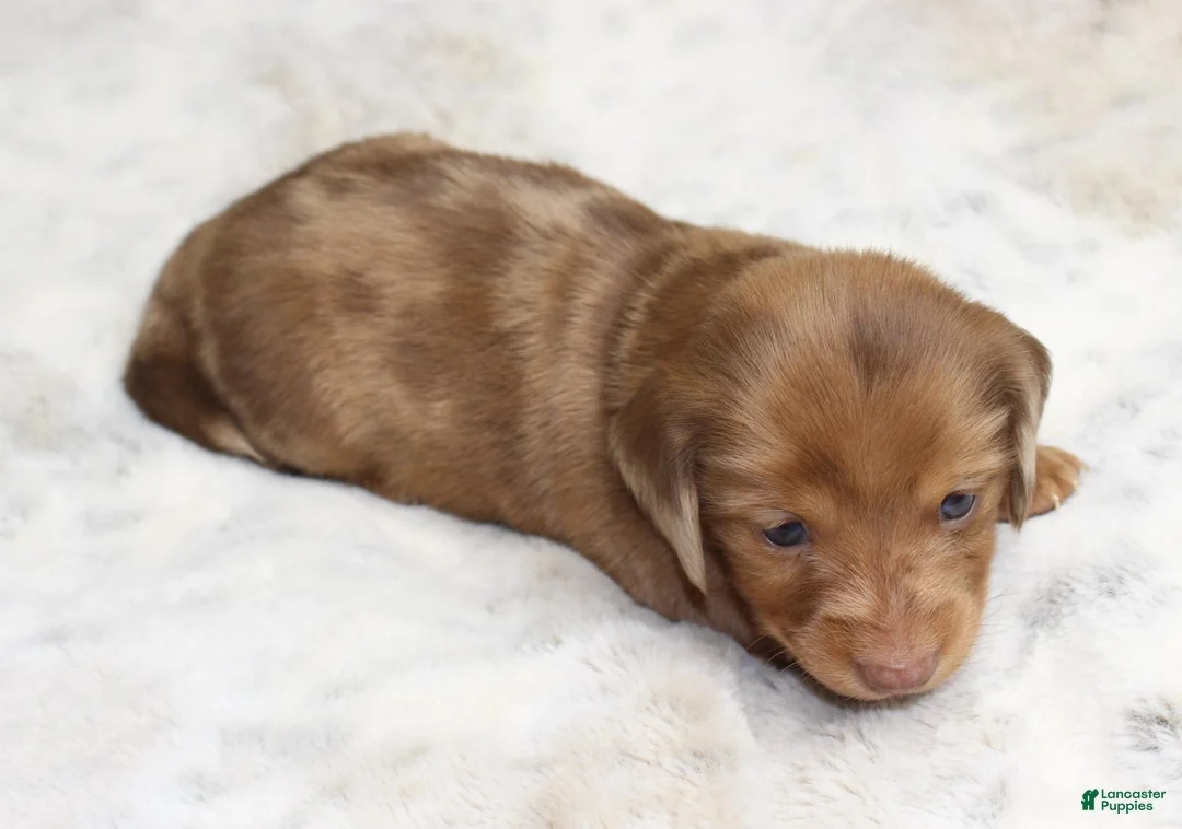 Dachshund dogs for sale: Daisy - Ad 2