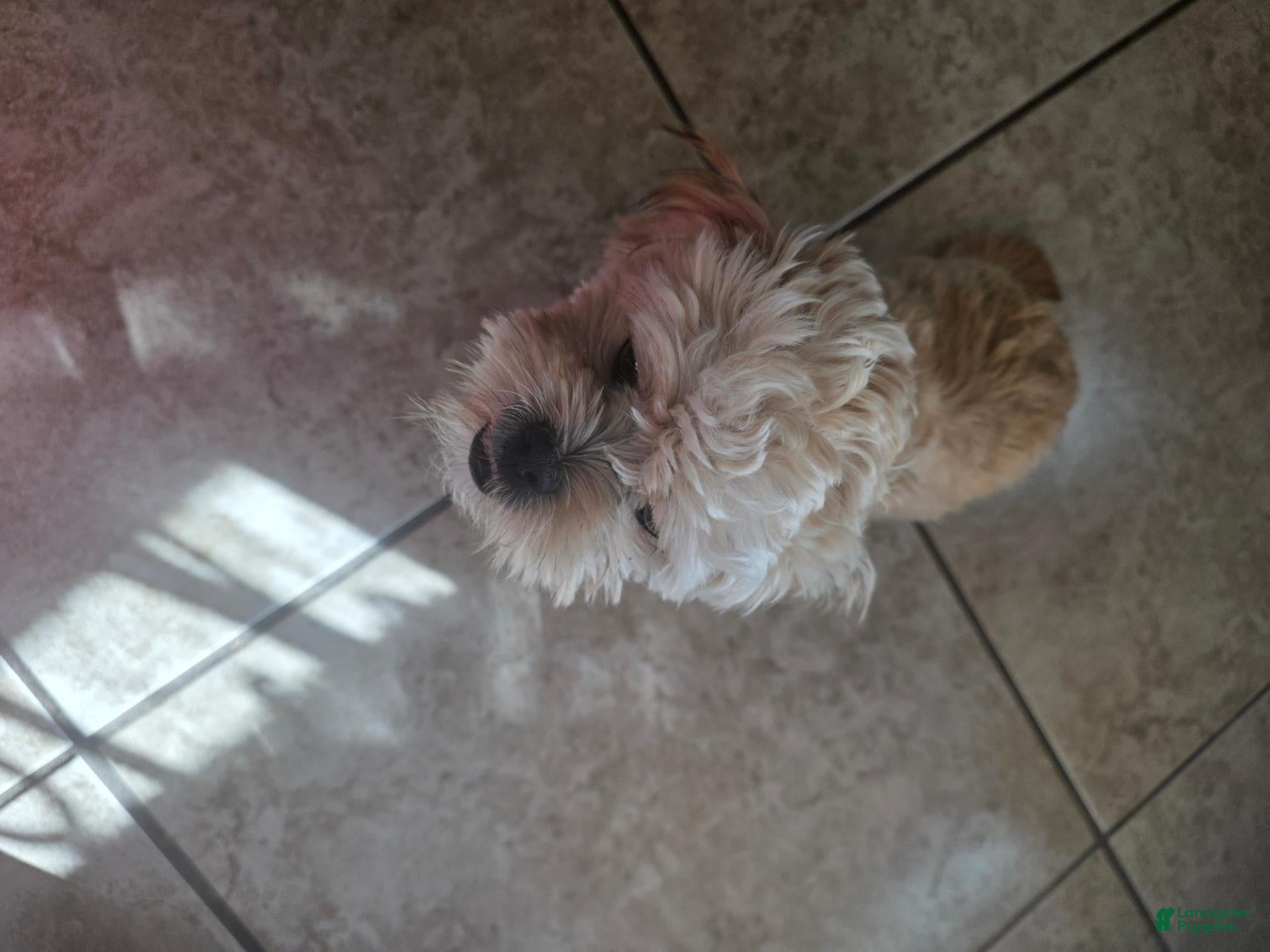 Shih Tzu dogs for sale: Shih Tzu 1 - Ad 5