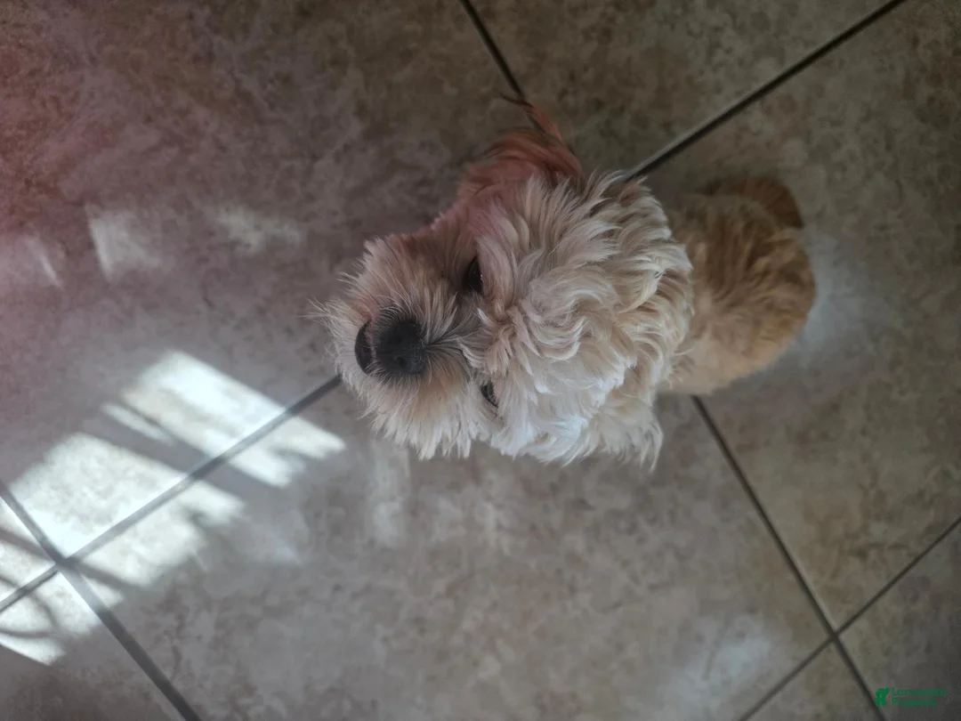 Shih Tzu dogs for sale: Shih Tzu 1 - Ad 1