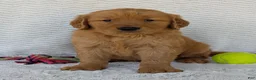 Golden Retriever dogs for sale: Brady - Ad 13