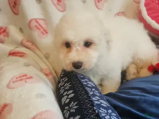 Bichon Frise dogs Bichon Frise Puppy 2 - Ad 6