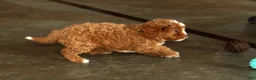 Cavapoo dogs for sale: Hazel - Ad 9