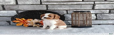 Buster