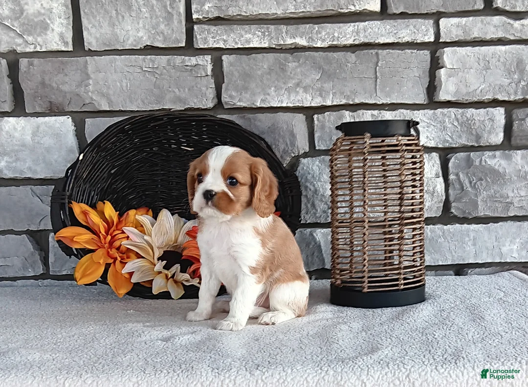Cavalier King Charles Spaniel dogs for sale: Buster - Ad 1
