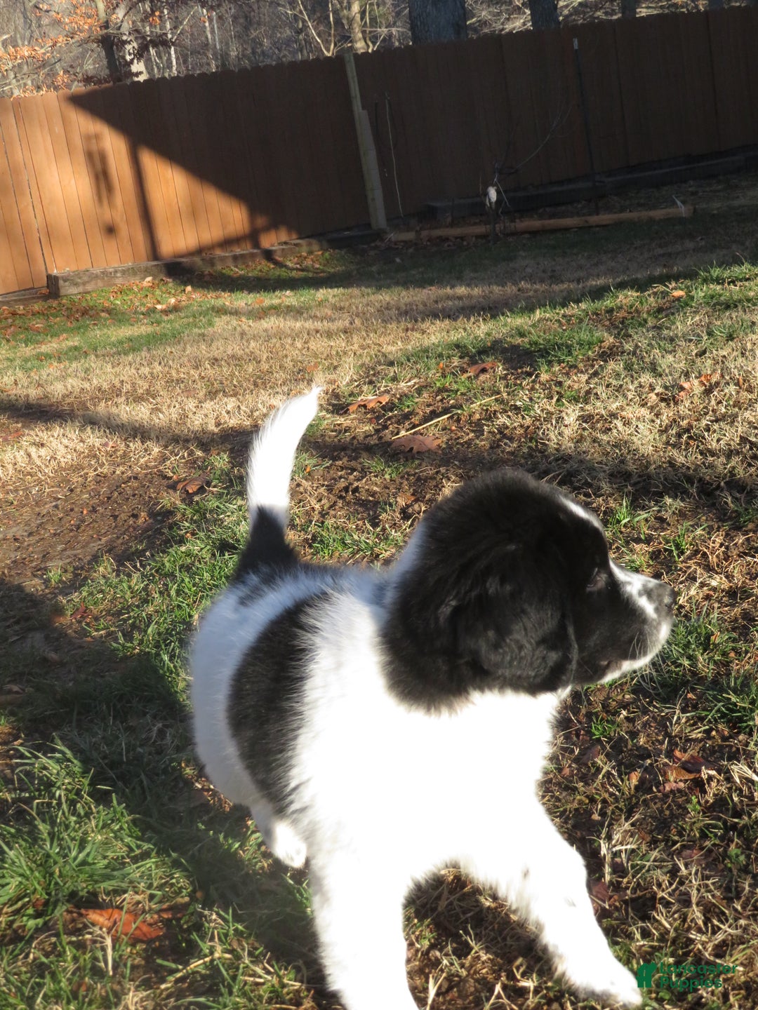 Newfoundland dogs for sale: Marcie - Ad 15