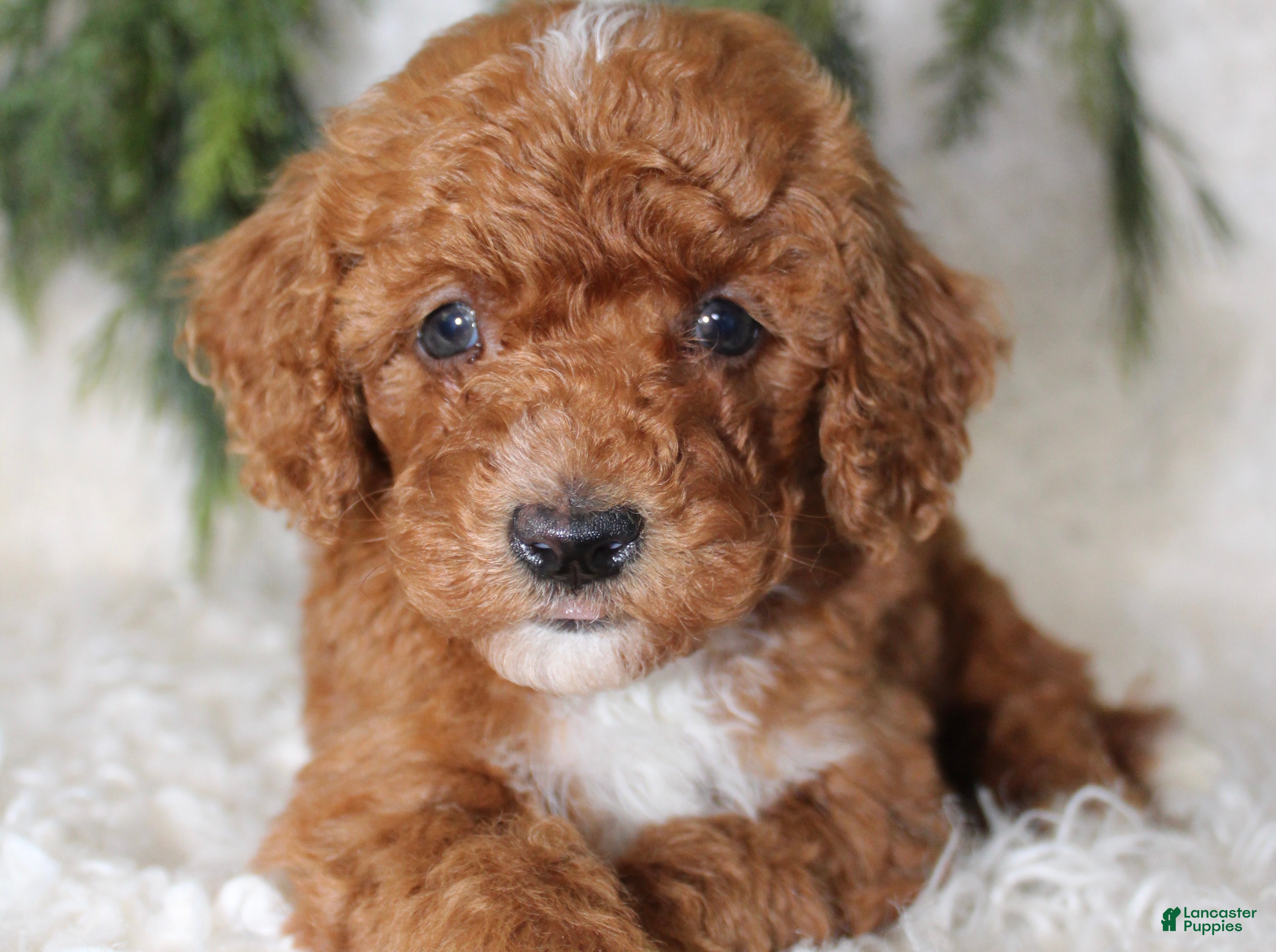 Miniature Poodle dogs Miniature Poodle 5 - Ad 12