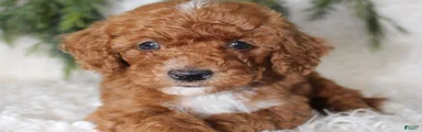 Miniature Poodle 5