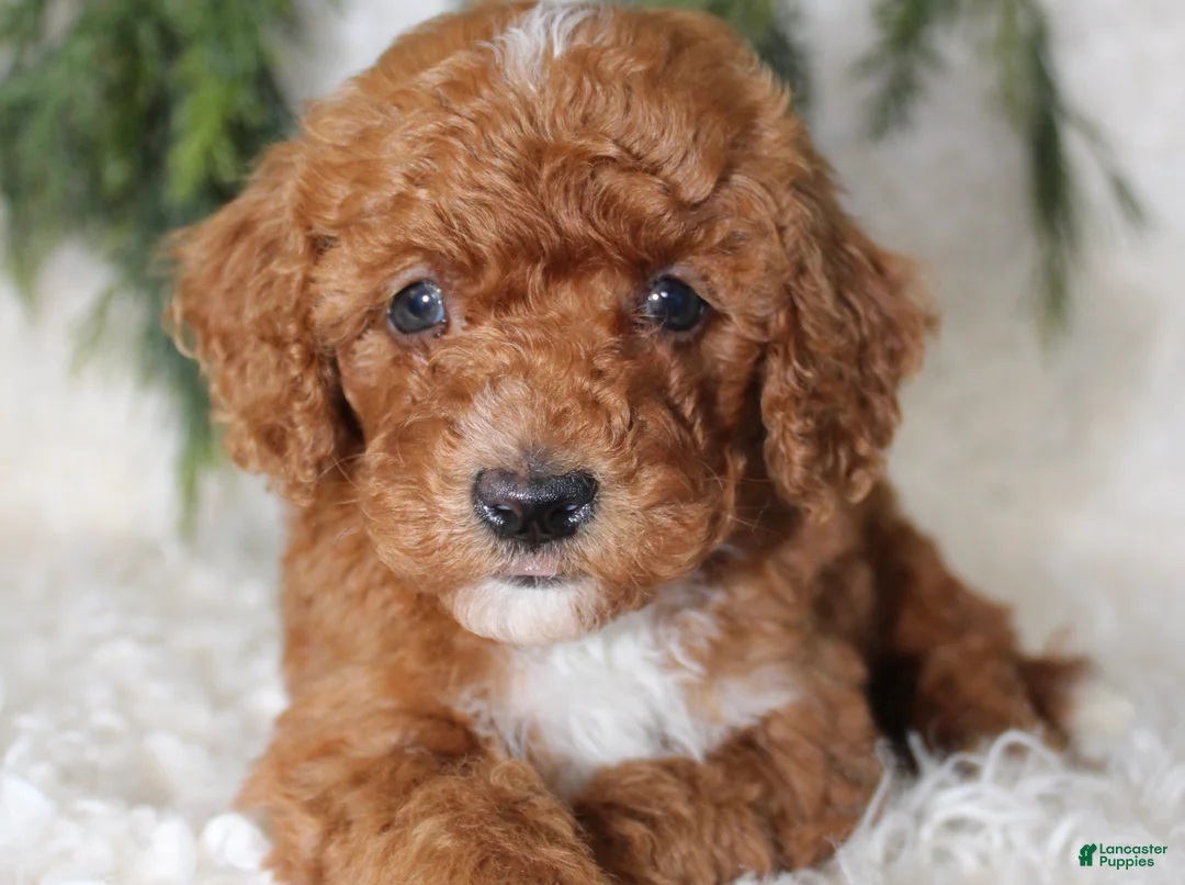 Miniature Poodle dogs for sale: Miniature Poodle 5 - Ad 1