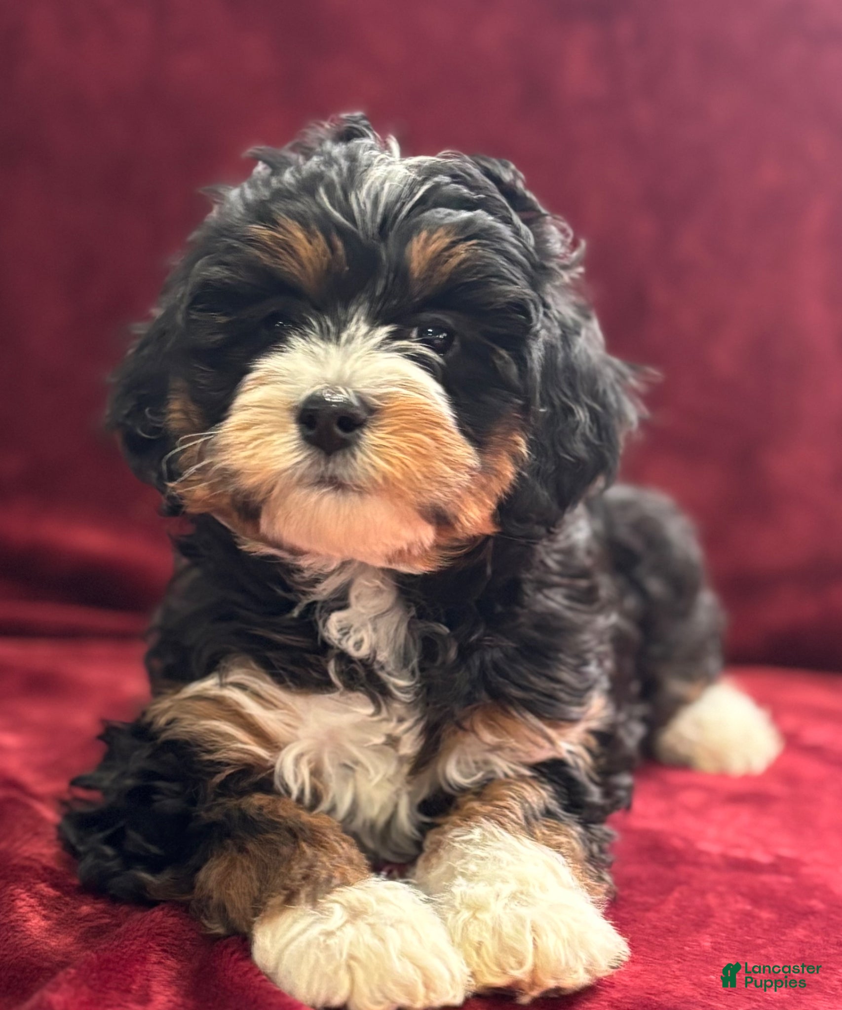 Mini Bernedoodle dogs Sassy - Ad 2