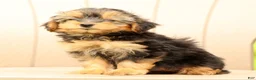 Morkie dogs for sale: Delaney - Ad 9