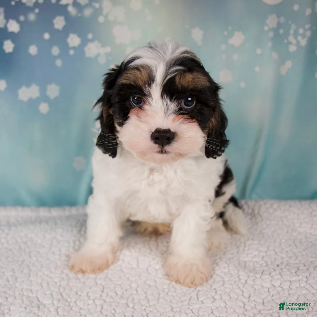 Cavapoo dogs for sale: Moose - Ad 1