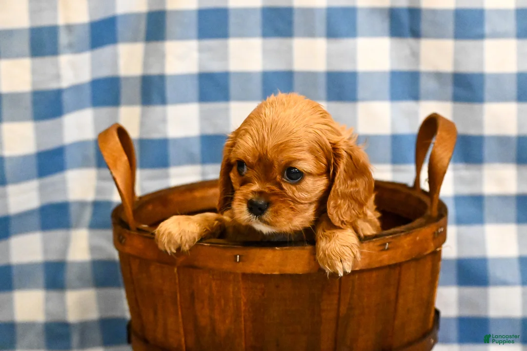 Cavalier King Charles Spaniel dogs for sale: Fred - Ad 2