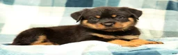 Rottweiler dogs for sale: Rambo - Ad 1