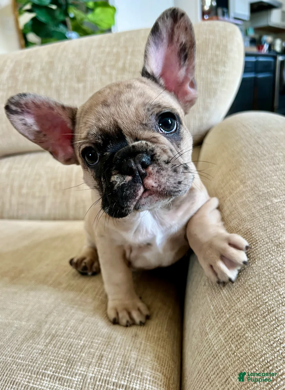 French Bulldog dogs for sale: Scout  - Ad 21