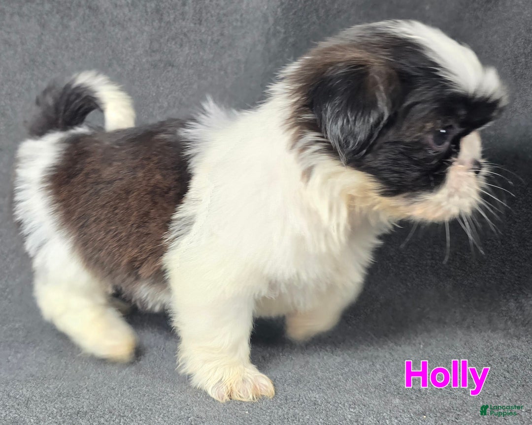 Shih Tzu dogs for sale: Holly - Ad 3