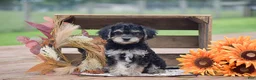 Toy Poodle dogs for sale: Caroline - Ad 3