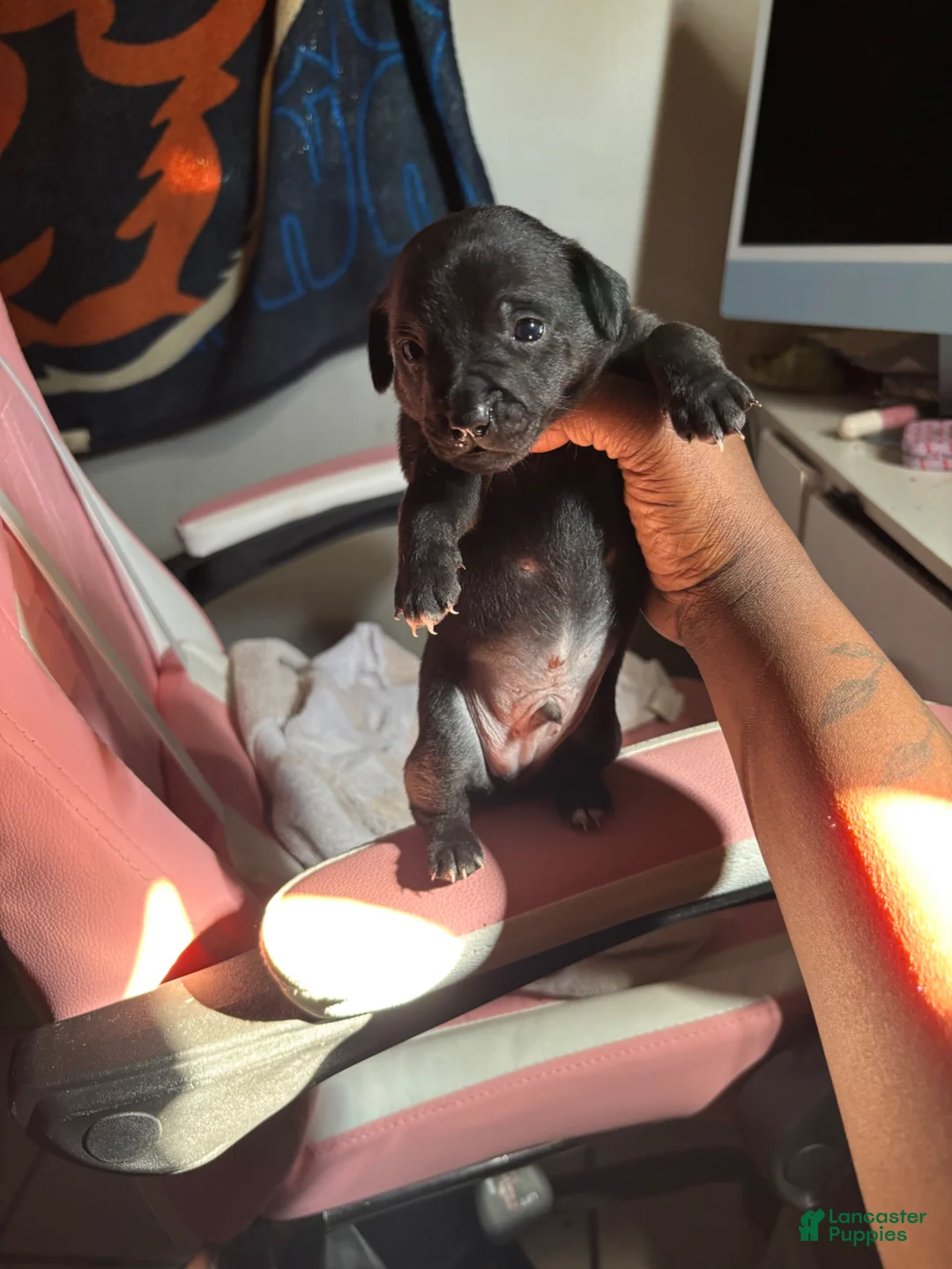 Jack Chi dogs for sale: Jack Chi Puppy 3 - Ad 5