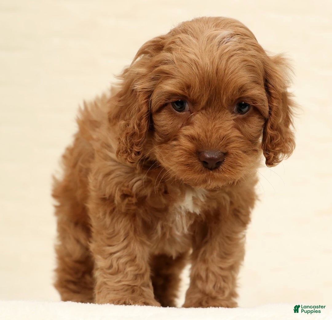Cockapoo dogs for sale: Bubbles - Ad 3