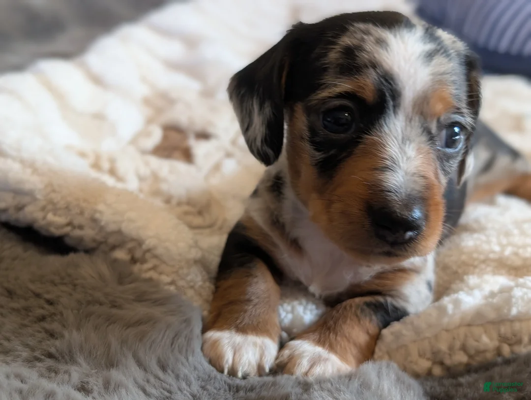 Miniature Dachshund dogs for sale: Miniature Dachshund Puppy 1 - Ad 5