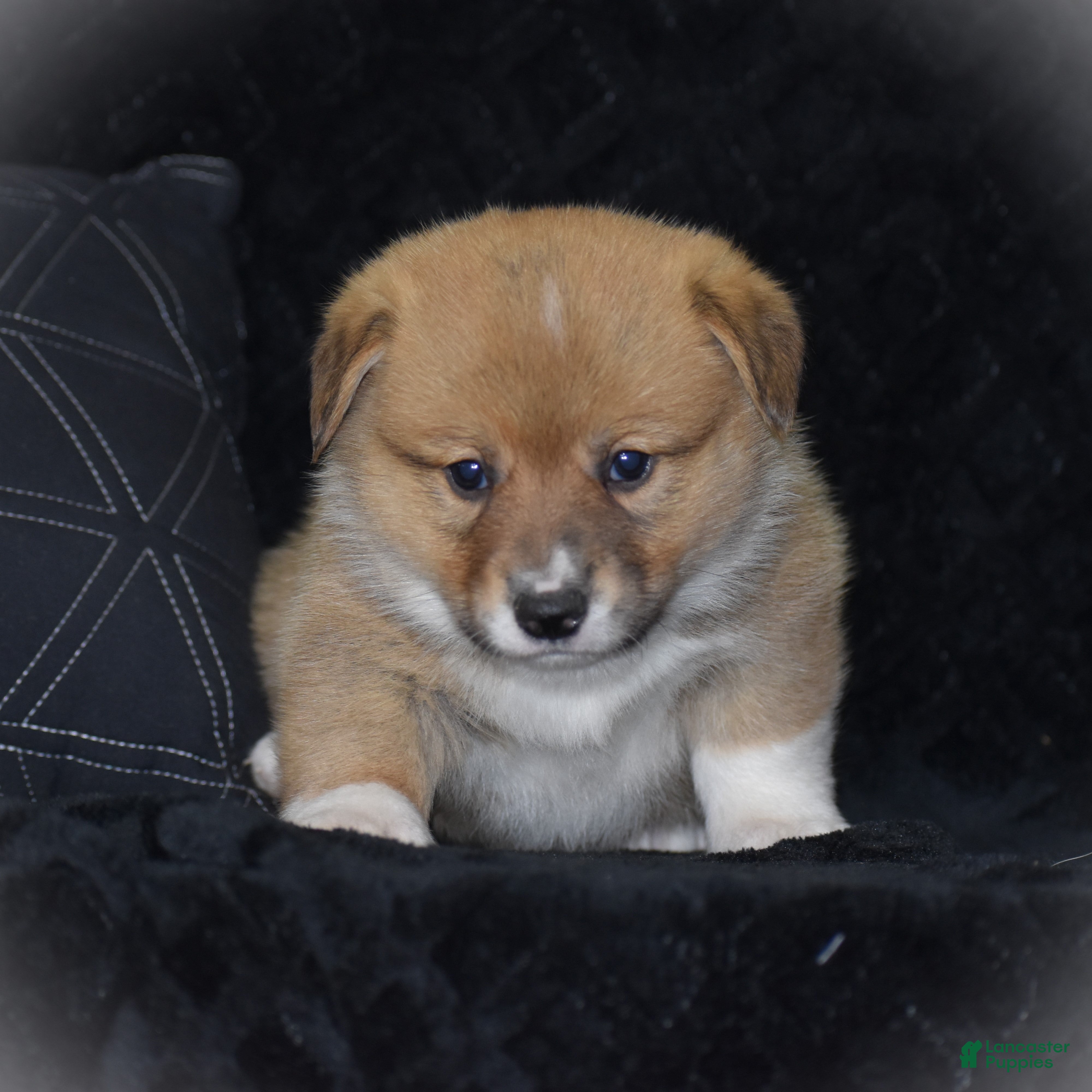 Welsh Corgi Pembroke Puppies for sale in Auburn, New York
