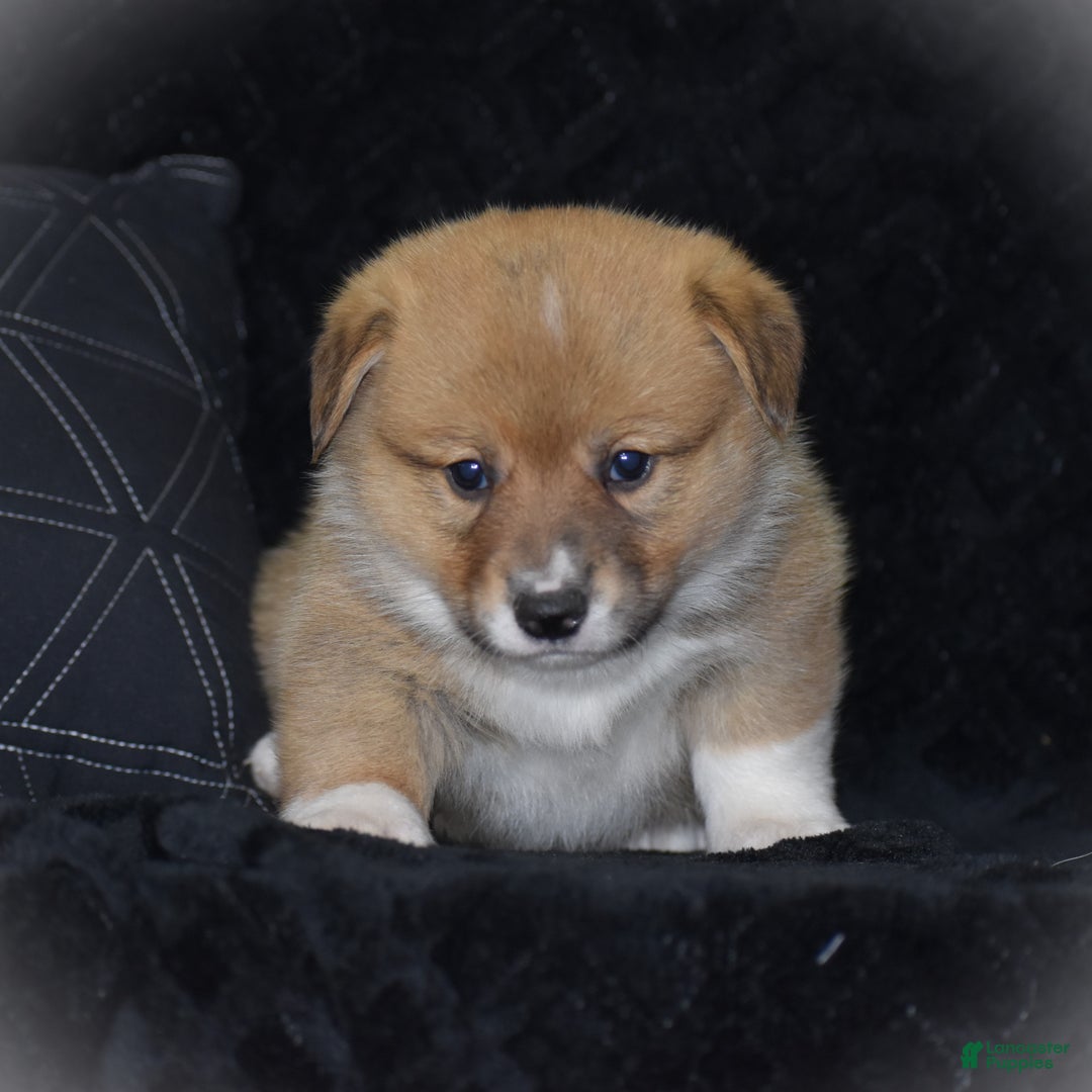 Welsh Corgi Pembroke dogs for sale: Moonbeam - Ad 13