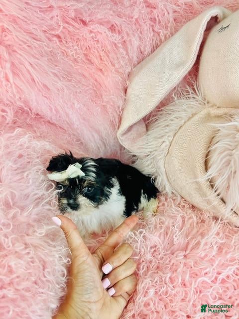 Yorkshire Terrier dogs Teacup Yorkshire Terrier 1 - Ad 1