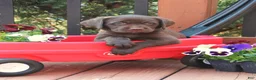 Labrador Retriever dogs for sale: Darcey - Ad 1