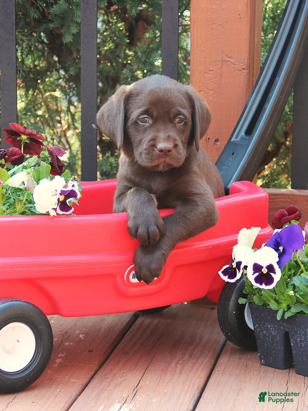 Labrador Retriever dogs for sale: Darcey - Ad 1