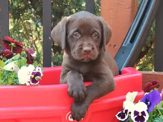 Labrador Retriever dogs for sale: Darcey - Ad 1