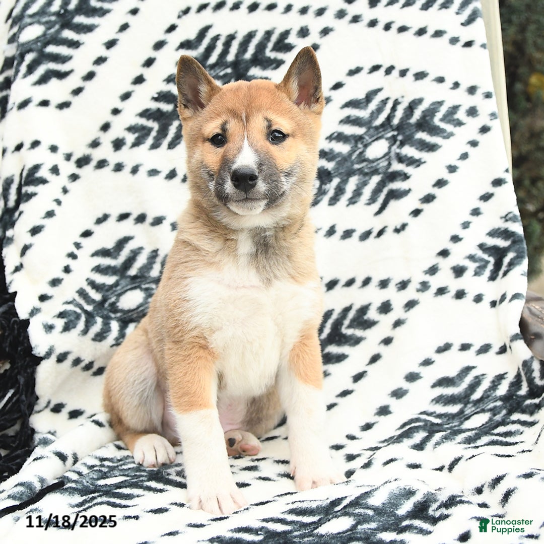 Shiba Inu dogs for sale: Nolan - Ad 2
