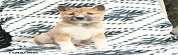 Shiba Inu dogs for sale: Nolan - Ad 2
