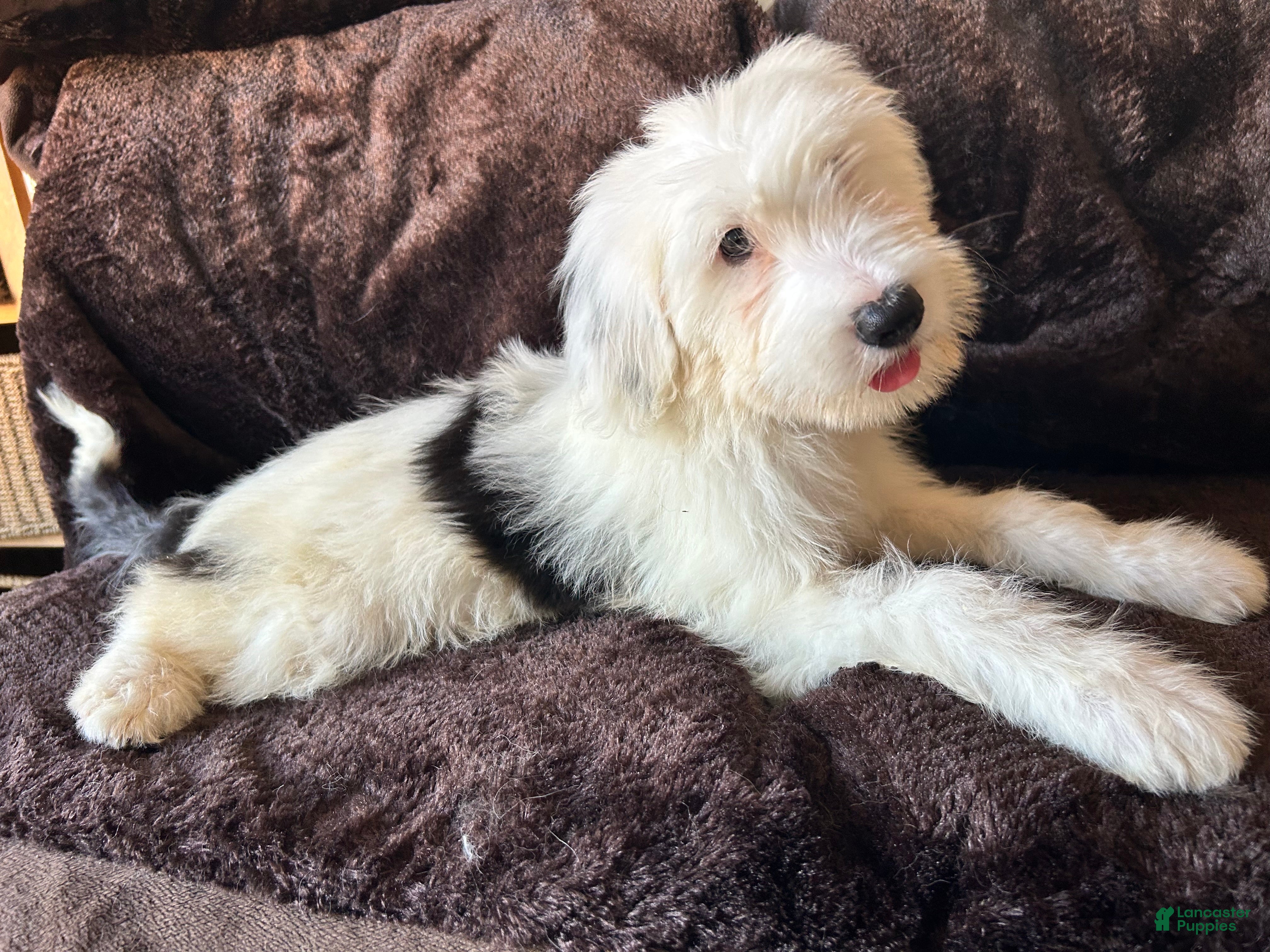 Old English Sheepdog dogs Old English Sheepdog 6 - Ad 3